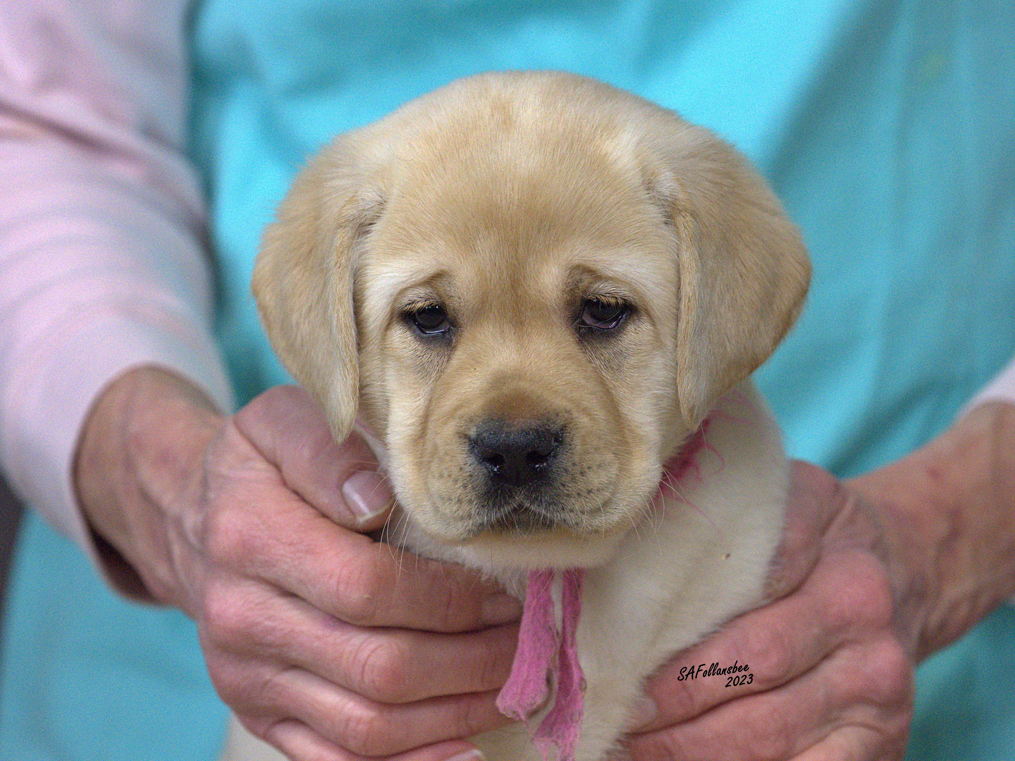 Dove store hill labradors